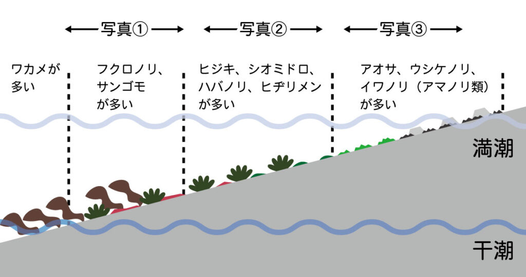 結果：海藻の垂直分布